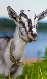 Preview wallpaper goat, animal, cute, eyes, grass