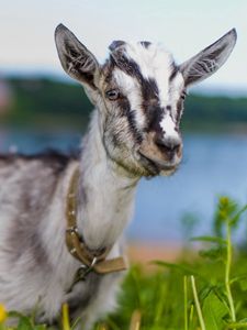 Preview wallpaper goat, animal, cute, eyes, grass