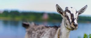 Preview wallpaper goat, animal, cute, eyes, grass