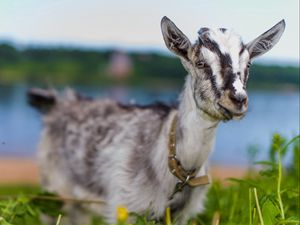 Preview wallpaper goat, animal, cute, eyes, grass