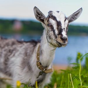 Preview wallpaper goat, animal, cute, eyes, grass