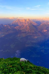 Preview wallpaper goat, animal, mountains, grass