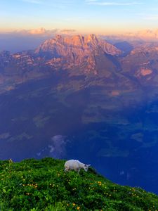 Preview wallpaper goat, animal, mountains, grass