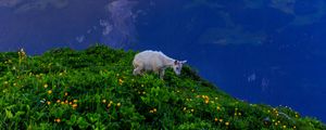 Preview wallpaper goat, animal, mountains, grass