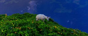 Preview wallpaper goat, animal, mountains, grass