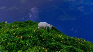 Preview wallpaper goat, animal, mountains, grass