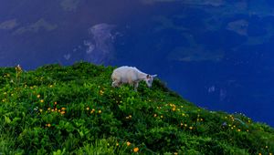 Preview wallpaper goat, animal, mountains, grass