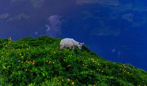 Preview wallpaper goat, animal, mountains, grass