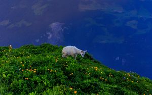 Preview wallpaper goat, animal, mountains, grass