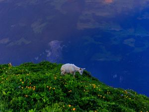 Preview wallpaper goat, animal, mountains, grass