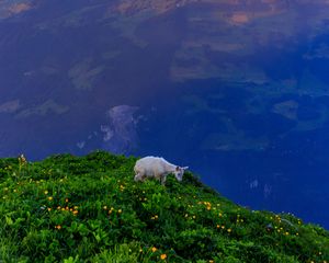 Preview wallpaper goat, animal, mountains, grass