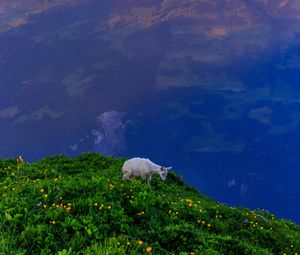 Preview wallpaper goat, animal, mountains, grass