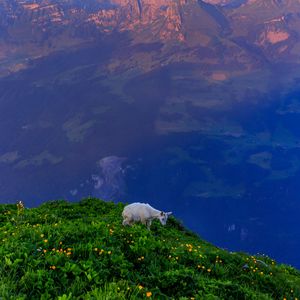 Preview wallpaper goat, animal, mountains, grass