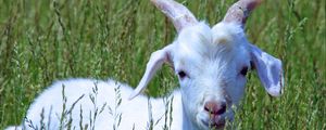 Preview wallpaper goat, cub, grass, walk