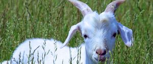 Preview wallpaper goat, cub, grass, walk