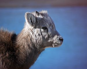 Preview wallpaper goat, cub, muzzle