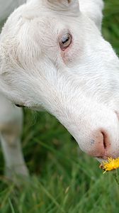 Preview wallpaper goat, face, grass, sniffing