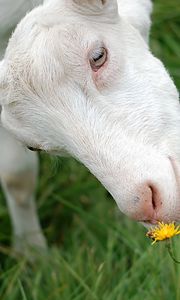 Preview wallpaper goat, face, grass, sniffing