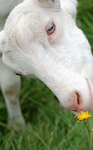 Preview wallpaper goat, face, grass, sniffing