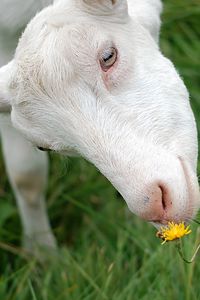 Preview wallpaper goat, face, grass, sniffing