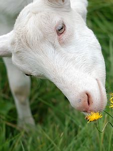 Preview wallpaper goat, face, grass, sniffing