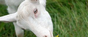 Preview wallpaper goat, face, grass, sniffing