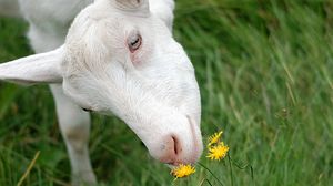 Preview wallpaper goat, face, grass, sniffing