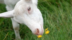 Preview wallpaper goat, face, grass, sniffing