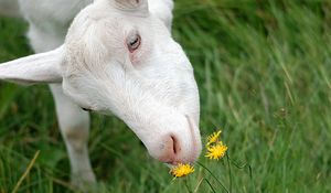 Preview wallpaper goat, face, grass, sniffing