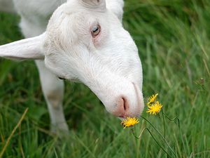 Preview wallpaper goat, face, grass, sniffing