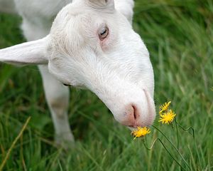 Preview wallpaper goat, face, grass, sniffing