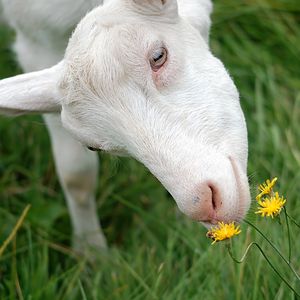 Preview wallpaper goat, face, grass, sniffing