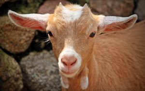 goat_face_young_110052_300x188.jpg