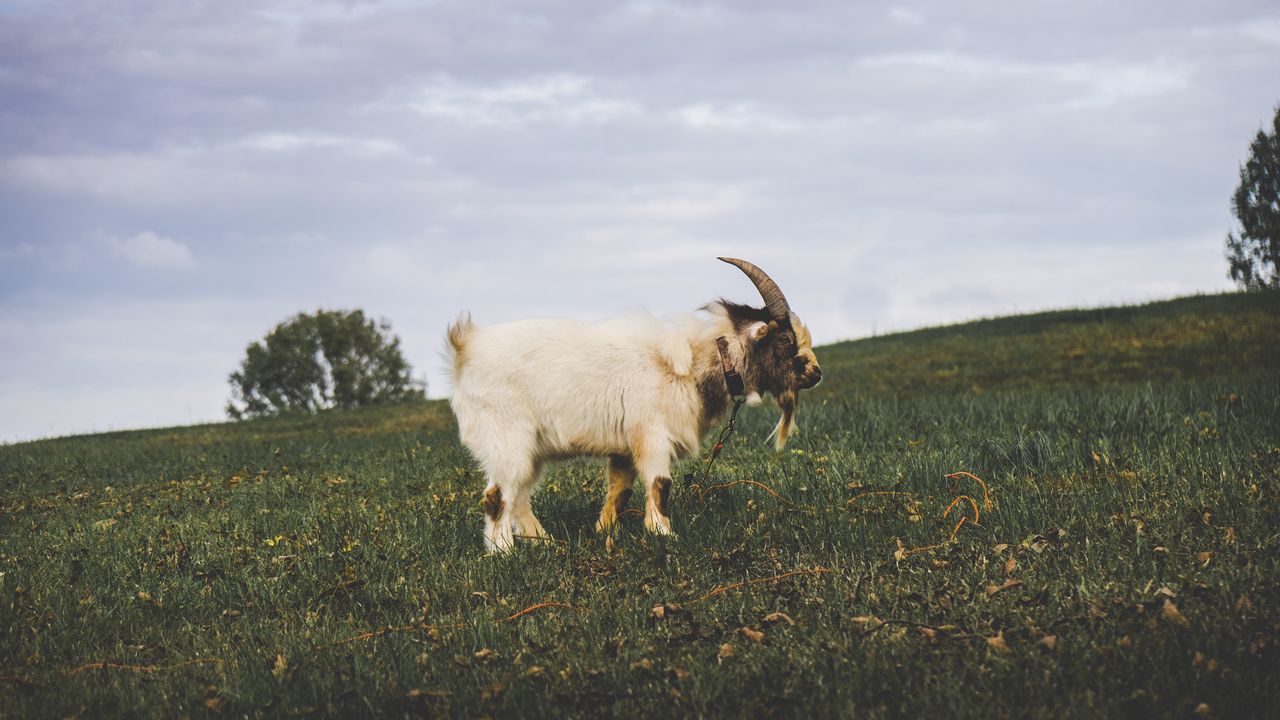 Wallpaper goat, field, grass