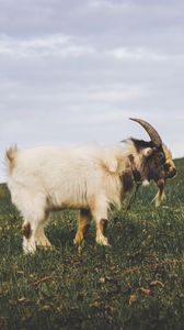 Preview wallpaper goat, field, grass
