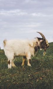 Preview wallpaper goat, field, grass