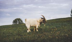 Preview wallpaper goat, field, grass