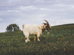 Preview wallpaper goat, field, grass