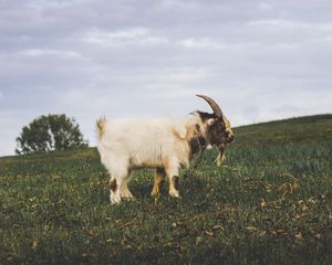 Preview wallpaper goat, field, grass