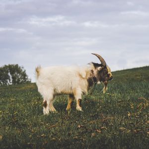 Preview wallpaper goat, field, grass