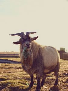 Preview wallpaper goat, grass, food