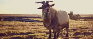 Preview wallpaper goat, grass, food
