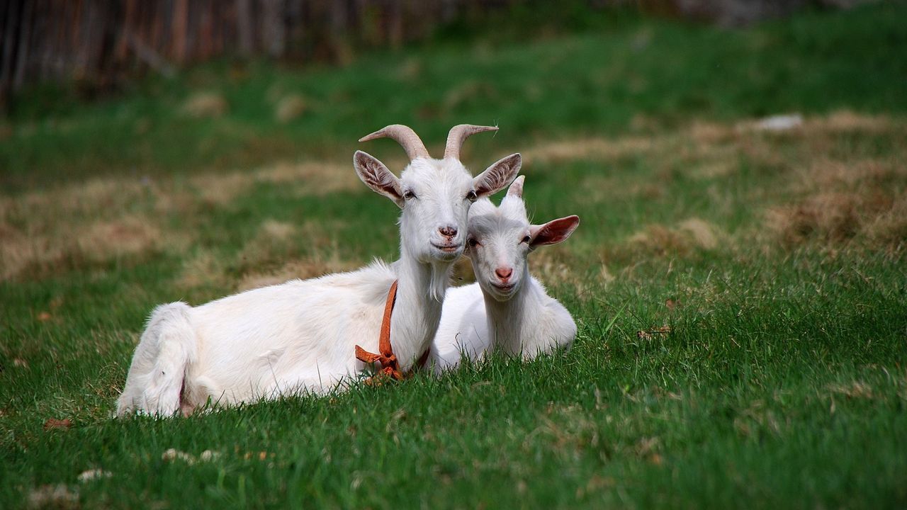 Wallpaper goat, grass, horn, sitting, friends, grazing