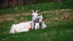 Preview wallpaper goat, grass, horn, sitting, friends, grazing