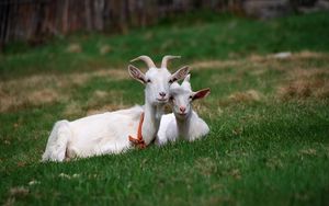 Preview wallpaper goat, grass, horn, sitting, friends, grazing
