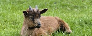 Preview wallpaper goat, horns, grass