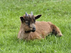 Preview wallpaper goat, horns, grass