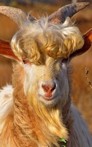 Preview wallpaper goat, horns, hair, fur