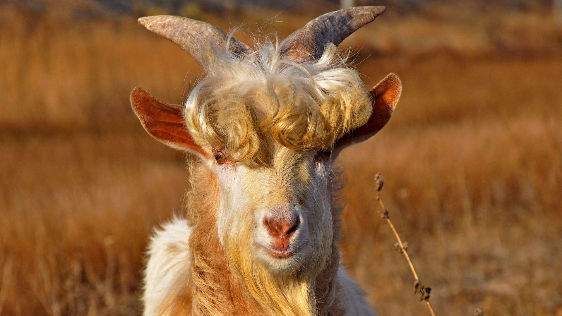 Download wallpaper 1920x1080 goat, horns, hair, fur full hd, hdtv, fhd