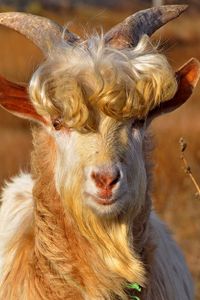 Preview wallpaper goat, horns, hair, fur